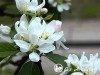 Obelis ,Dolgo' (lot. Malus) -c10